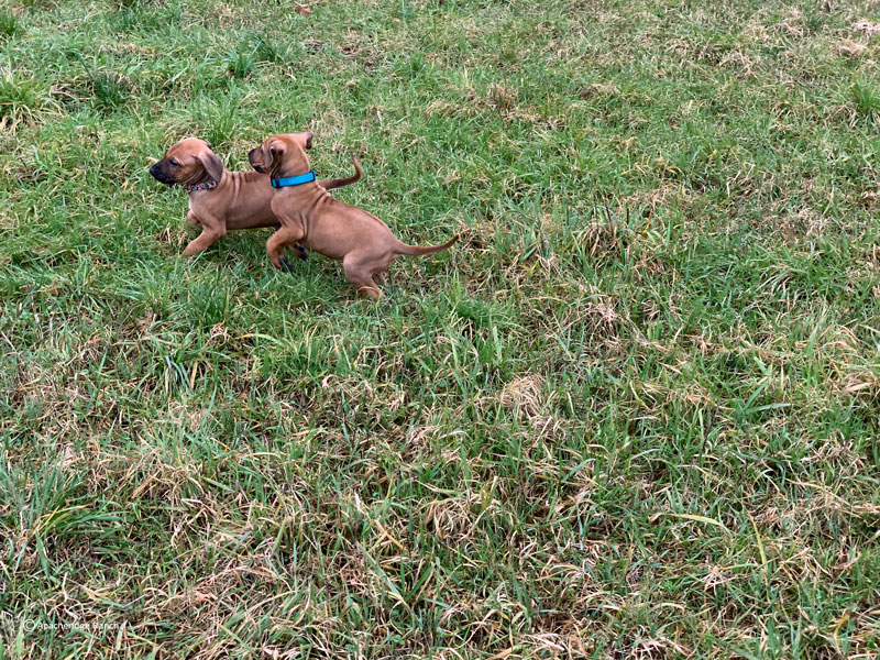 Rhodesian Ridgeback Puppies Available Now